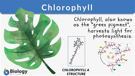 a sentence for chlorophyll|chlorophyll in a sentence biology.